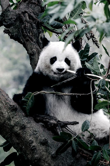 qq飞车手游平台